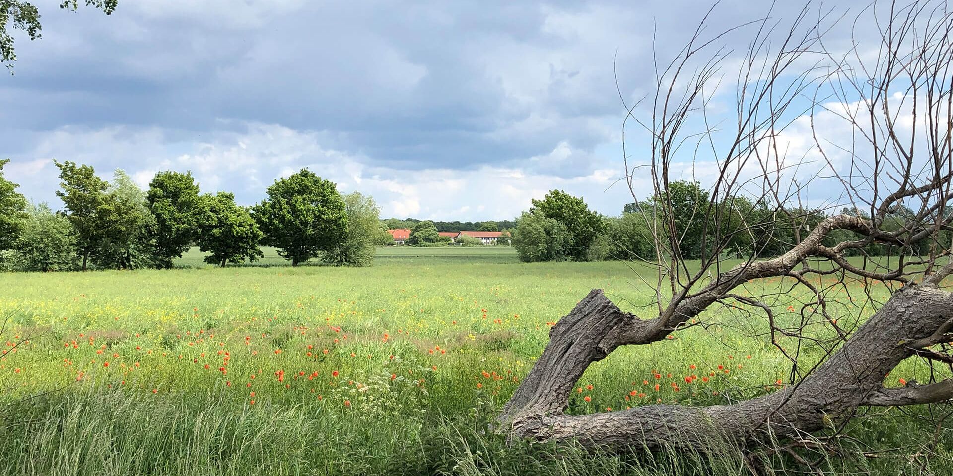 Elmenhorst