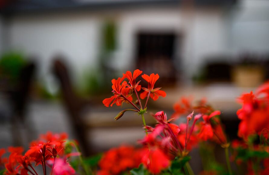 Blumen
